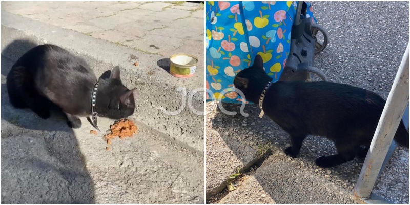 Qytetarja gjen macen e humbur në ‘Myslym Shyr’: Vajza që e kërkonte të më kontaktojë