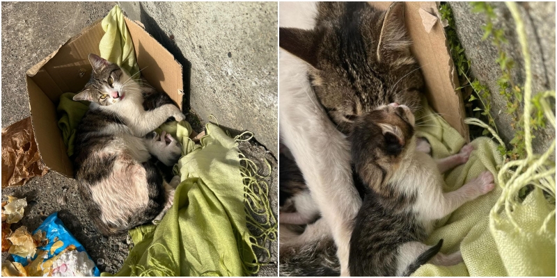 Qytetari gjen një kuti me mace të porsalindura para portës: S’di ku t’i çoj
