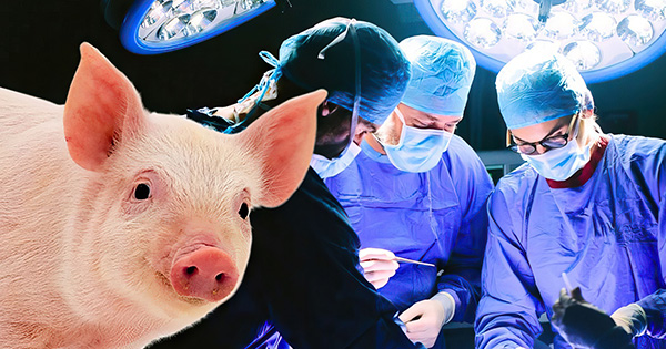 Pacienti që bëri transplant veshkën e derrit  vdes pas dy muajsh