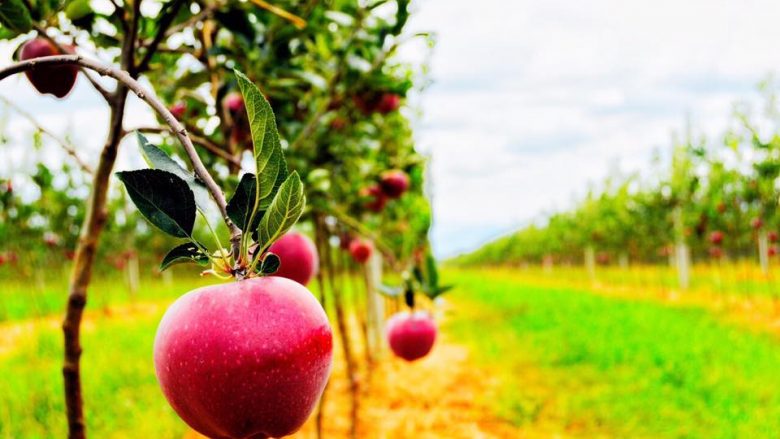 Shpërndahen grante bujqësore në Pejë për kategori të veçanta