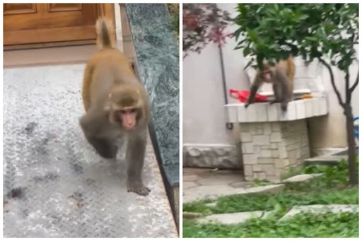 Majmuni ‘mistrec’ nuk ndalet, shkon në azilin e të moshuarve dhe sulmon kujdestaren