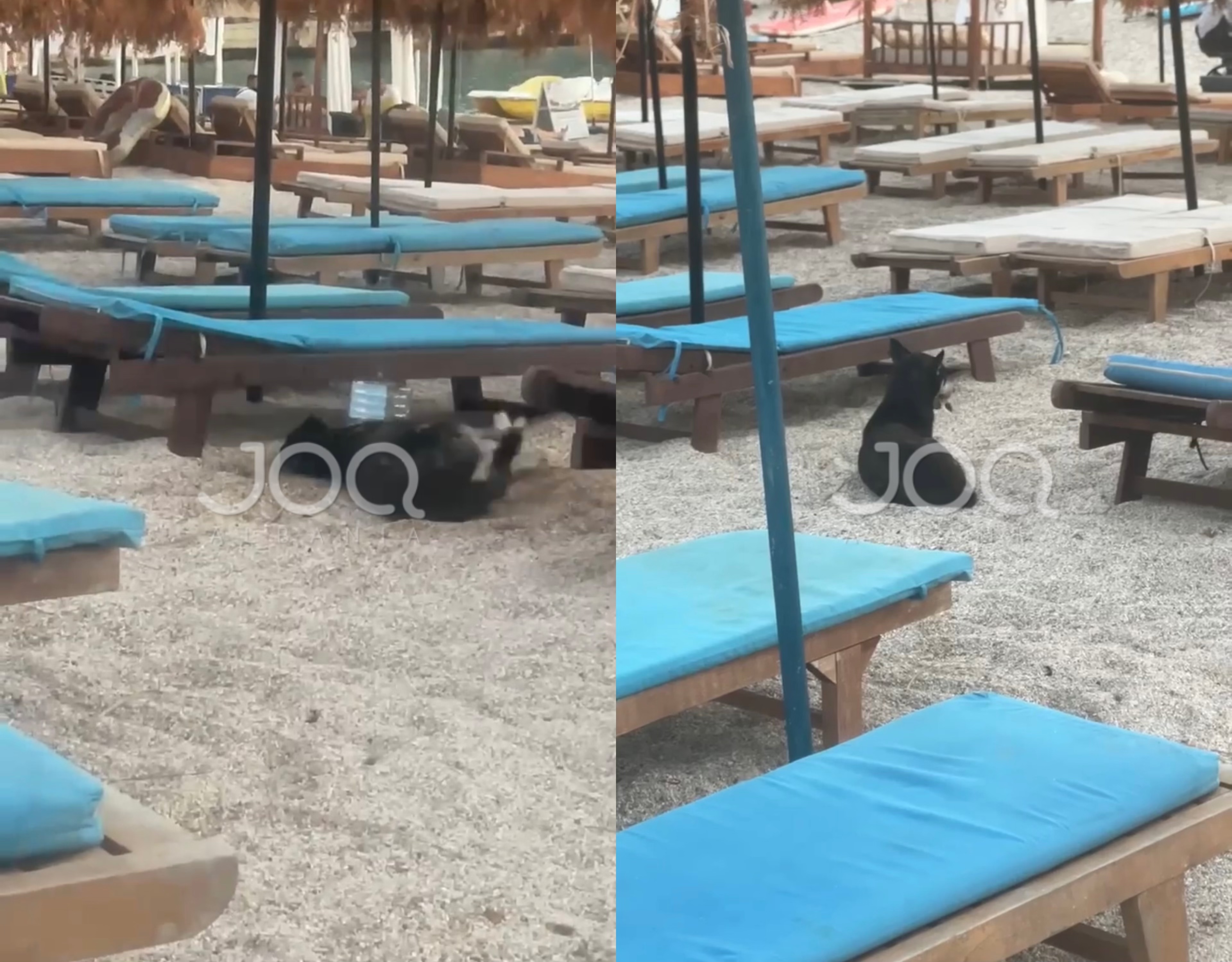 Denoncim: Pronarët e restoranteve në Jalë helmojnë qentë pa pikë mëshire