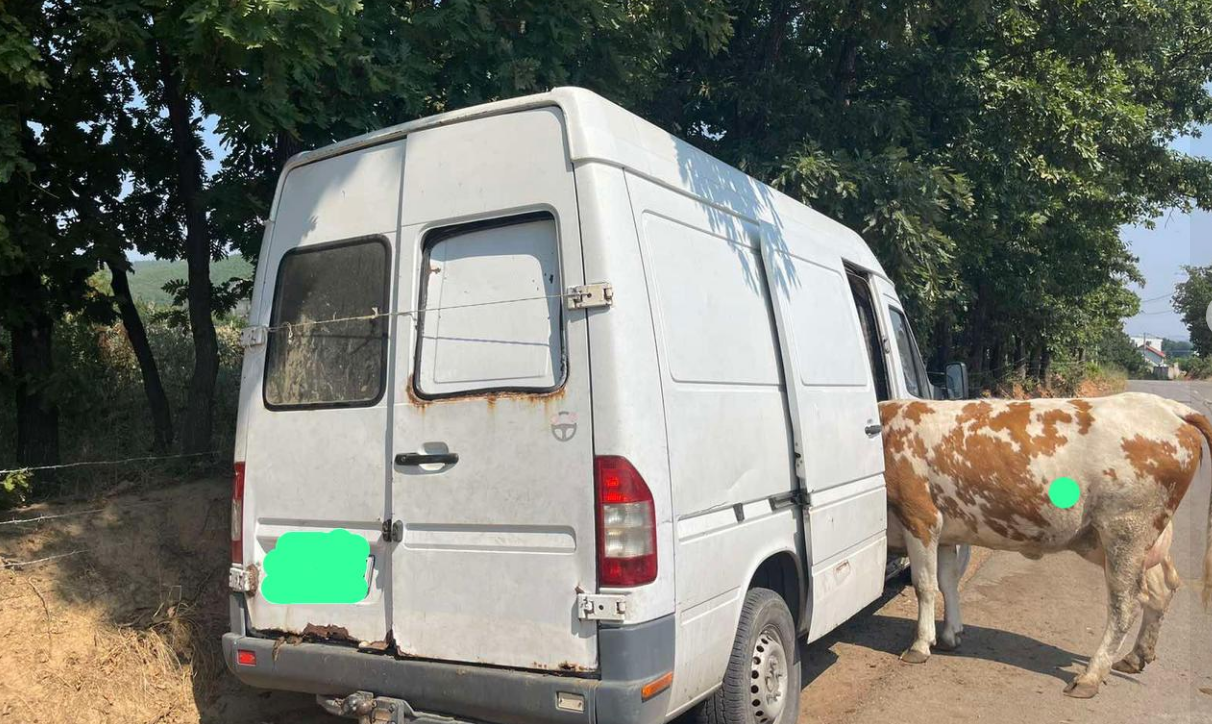 Arrestohen tre persona për vjedhjen e një lope në Suharekë