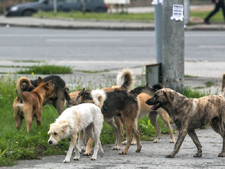 E frikshme në çfarë gjendje përfundoi qytetari që u sulmua dje nga qentë endacak