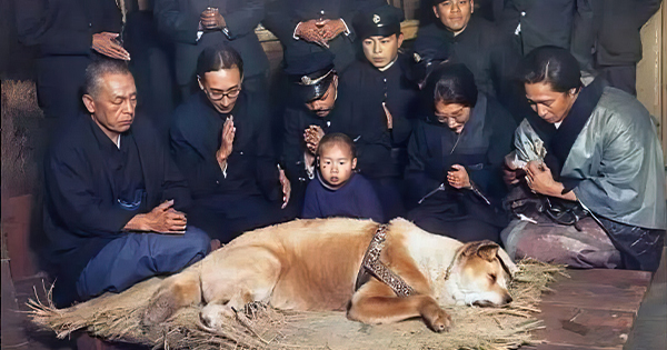 Foto e fundit e Hachiko, qenit besnik që priti të zotin për 9 vjet te stacioni i trenit