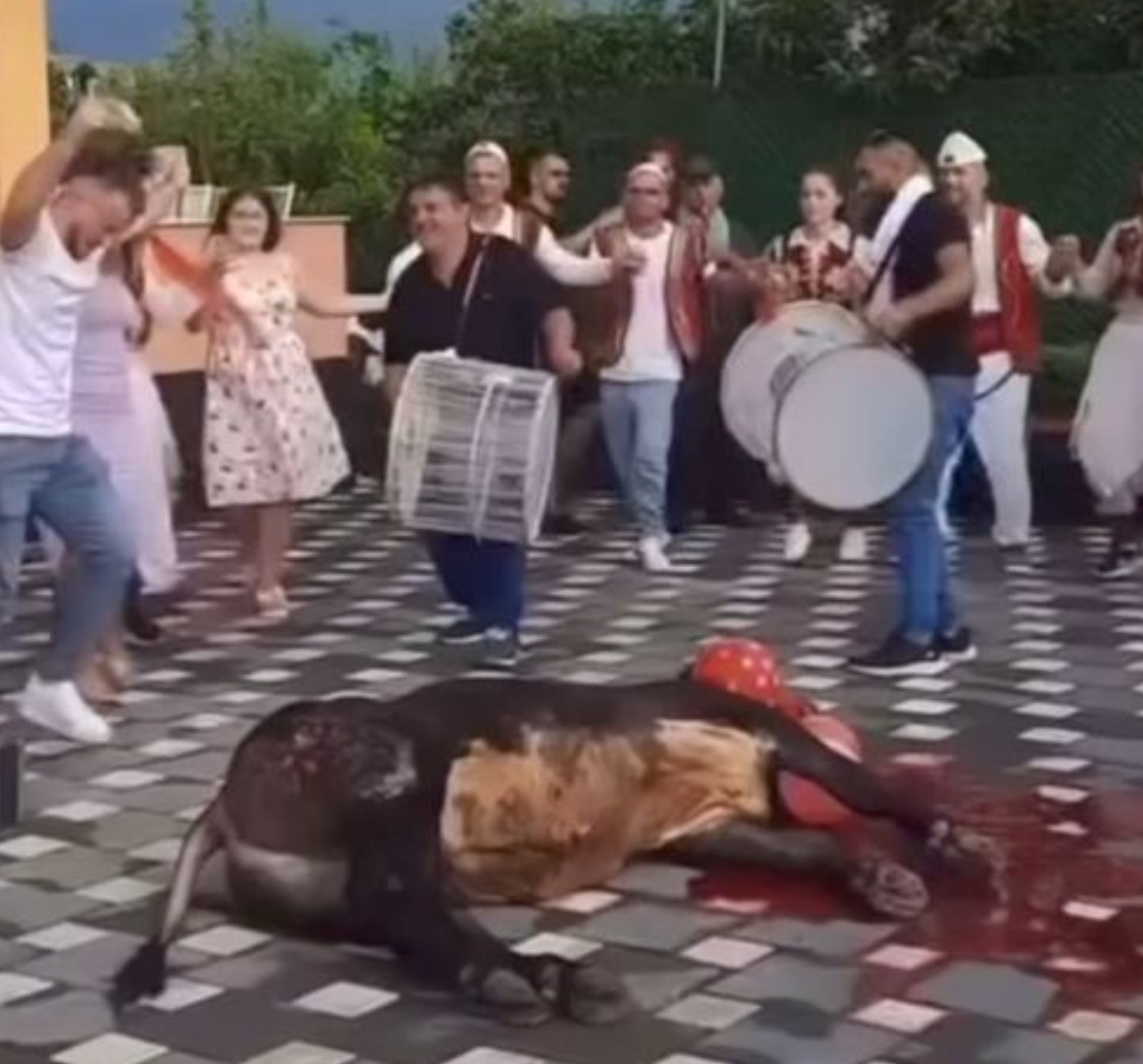 Shqiptarët kërcejnë valle përreth kafshës të therur