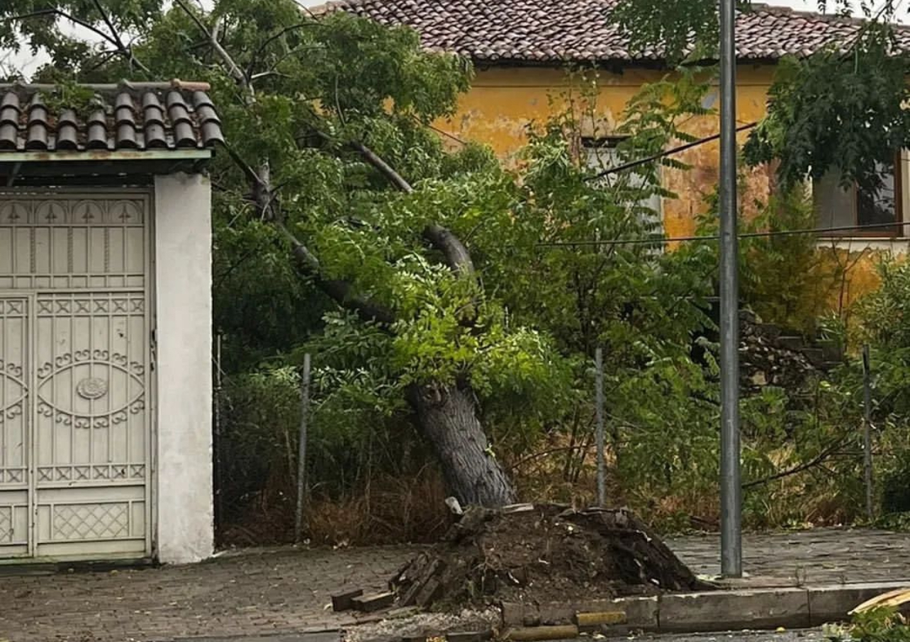 Stuhi në Shkodër, pemë të thyera mbi makina