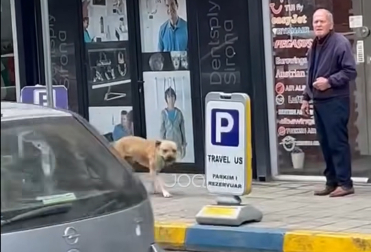 Pitbulli i egër në Tiranë vret një qen dhe i kafshon dorën një personi