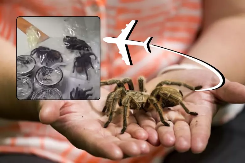 I kishte lidhur pas trupit, i riu tenton të kalojë sigurinë e aeroportit me 320 tarantula