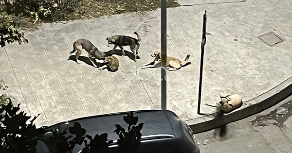 “Vetëm qentë kanë mbetur në Vlorë, se rinia ka ikur në emigrim”