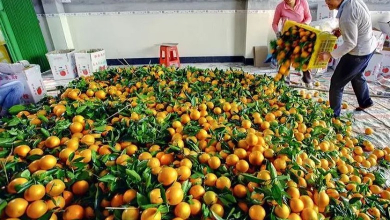 Hodhën në treg 21 ton mandarina me pesticide, gjykata lë në burg të arrestuarit