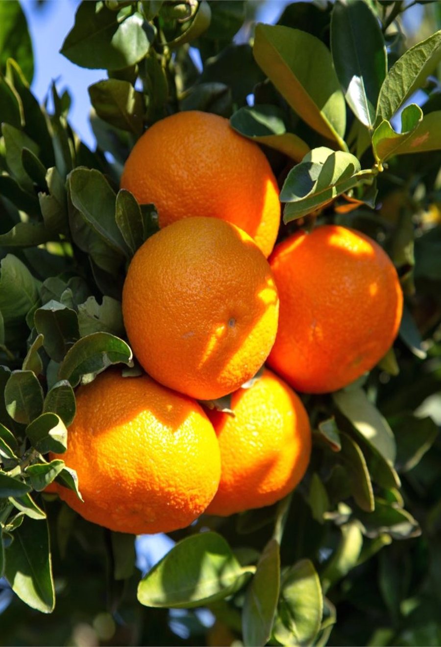 10 ton mandarinat me pesticide që u kthyen nga Kroacia u konsumuan nga shqiptarët