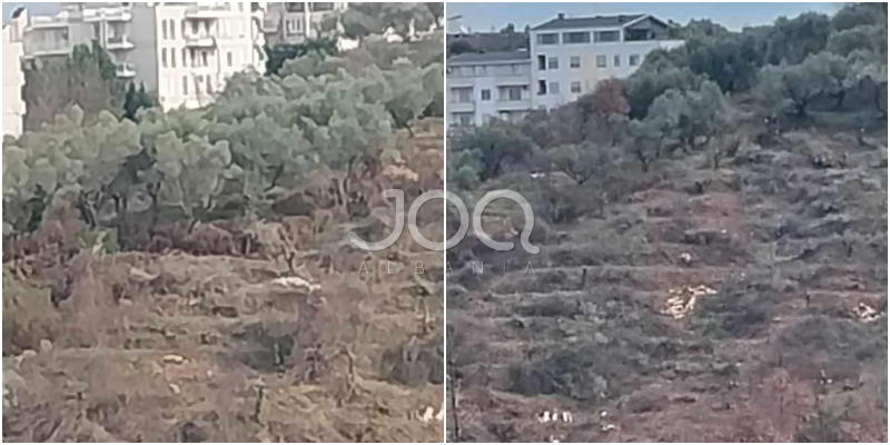 Pylli te Kodrat e Liqenit Artificial po rrafshohet, priten ullinjtë disa vjeçarë