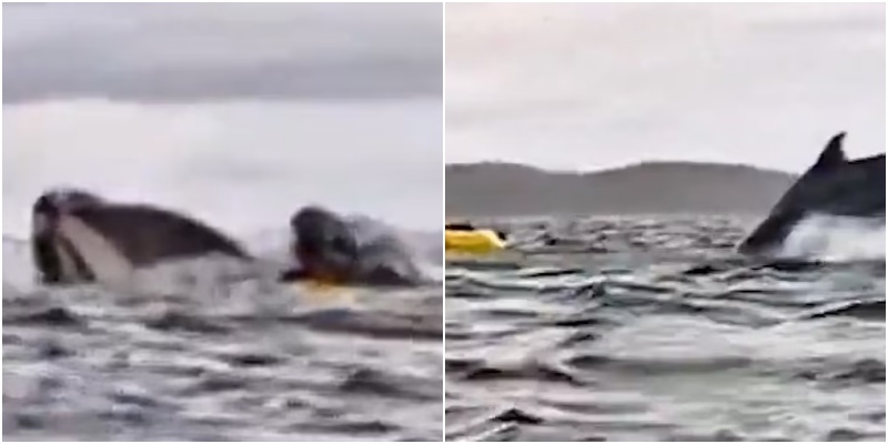 Balena gëlltit burrin në kanoe dhe më pas ‘e pështyn’ sërisht jashtë në Kili