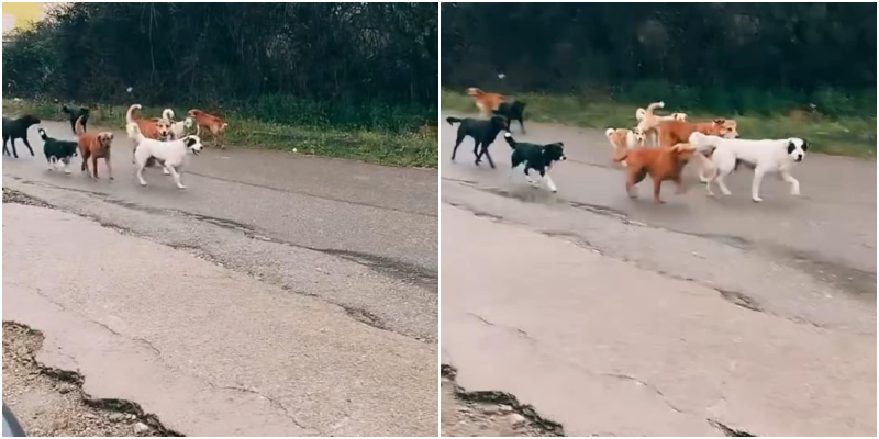 “Dashamirësit” e kafshëve lënë qentë e Tiranës në Shijak, banorët të shqetësuar