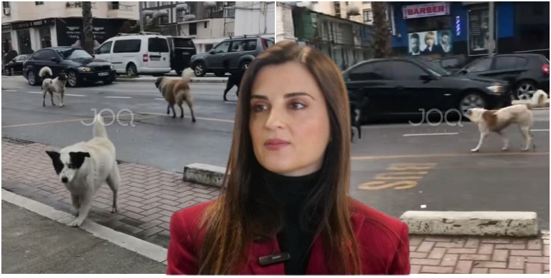 Qentë endacakë ‘komandojnë’ rrugët e Durrësit, qytetarët të bllokuar e frikësuar