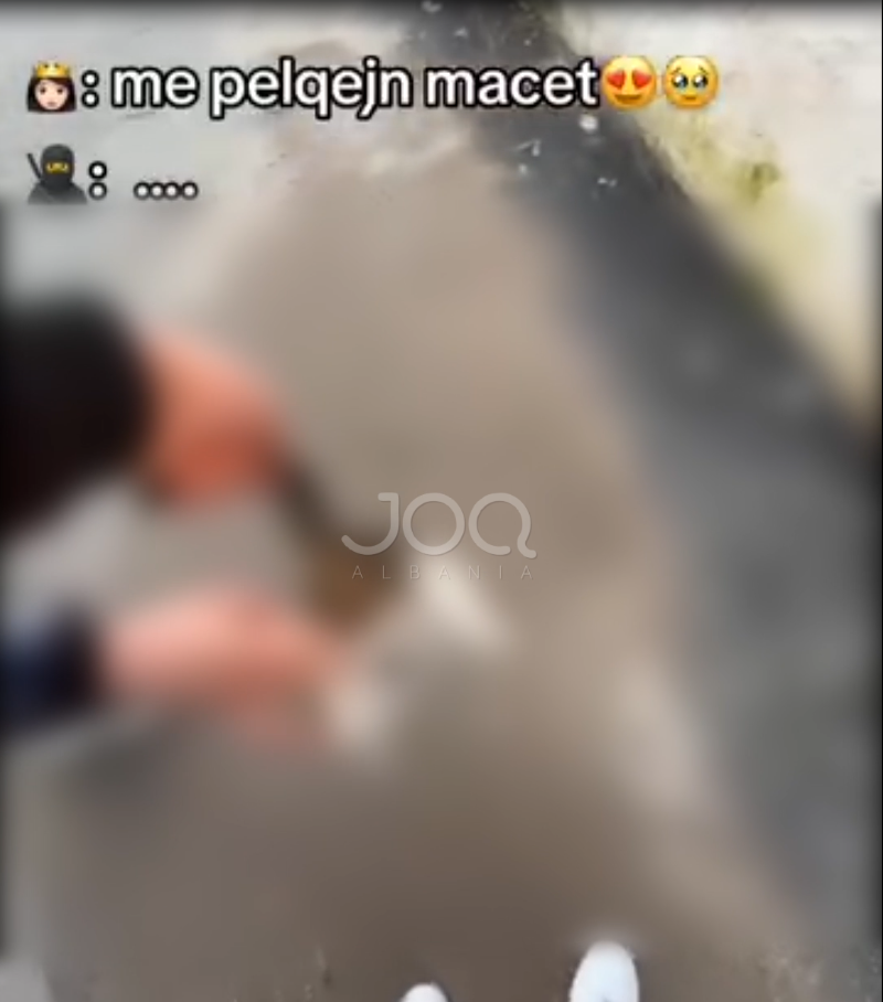 Adoleshentët keqtrajtojnë mizorisht macen dhe e postojnë videon në TikTok