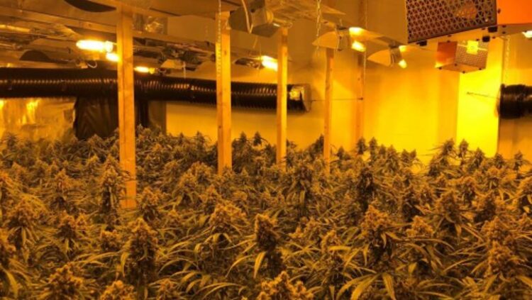 Plantacion me 400 mijë rrënjë kanabis, arrestohen disa persona në Spanjë, mes tyre edhe shqiptarë