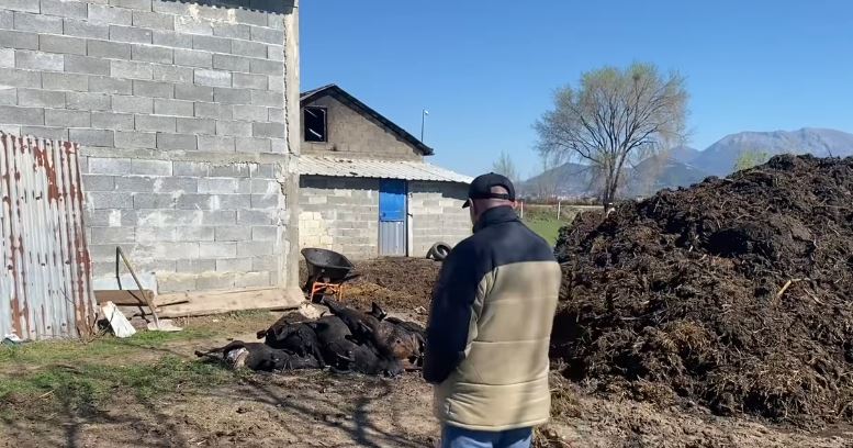 Zjarri shkrumboi fermën me 319 bagëti, dëmi deri në 100 mln lekë! Pronari: Pa ndihmën e shtetit, mbyllemi!