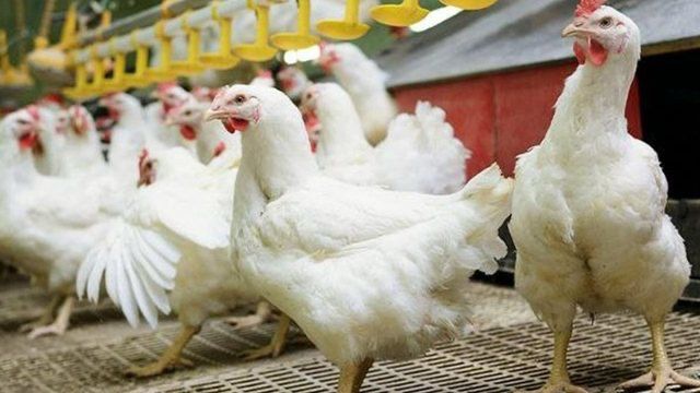 Ngordhje masive e shpendëve, vendoset në karantinë pularia në Durrës