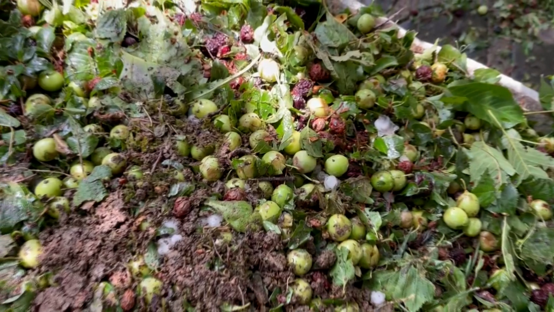 Moti i ftohtë dhe ndikimi në bujqësi, pemët frutore në Korçë, më të rrezikuarat