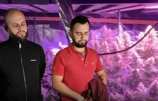 Nga Anglia në Kamëz/ Vëllezërit rrisin kanabis në shtëpi me llamba dhe muzikë