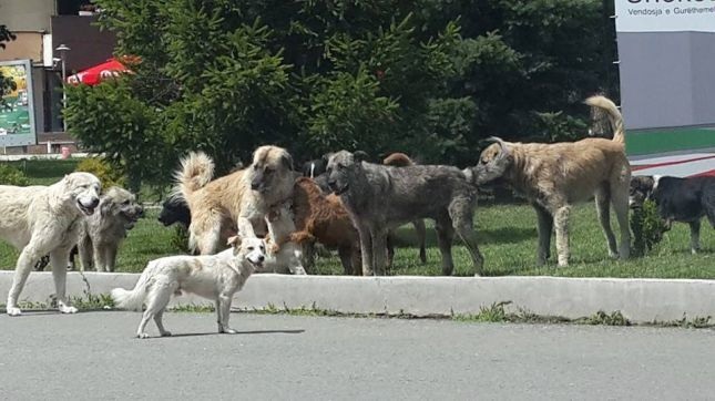 Bashka e Tiranës kujdeset më mirë për qentë sesa të sëmurët mendorë të qytetit