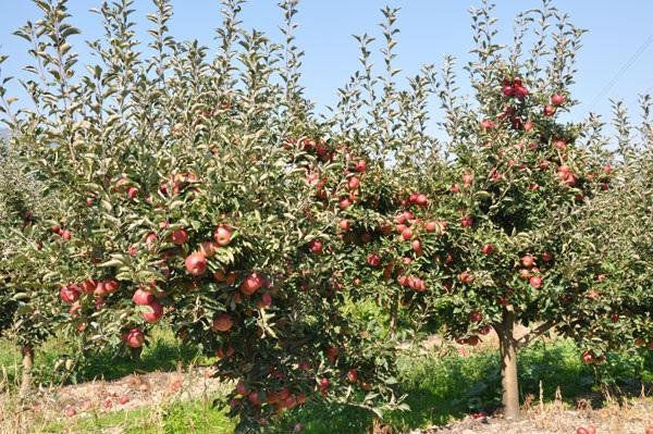 Dëbora e papritur shkatërron pemët në lulëzim Korçë, fermerët detyrohen t’i mbrojnë me zjarre