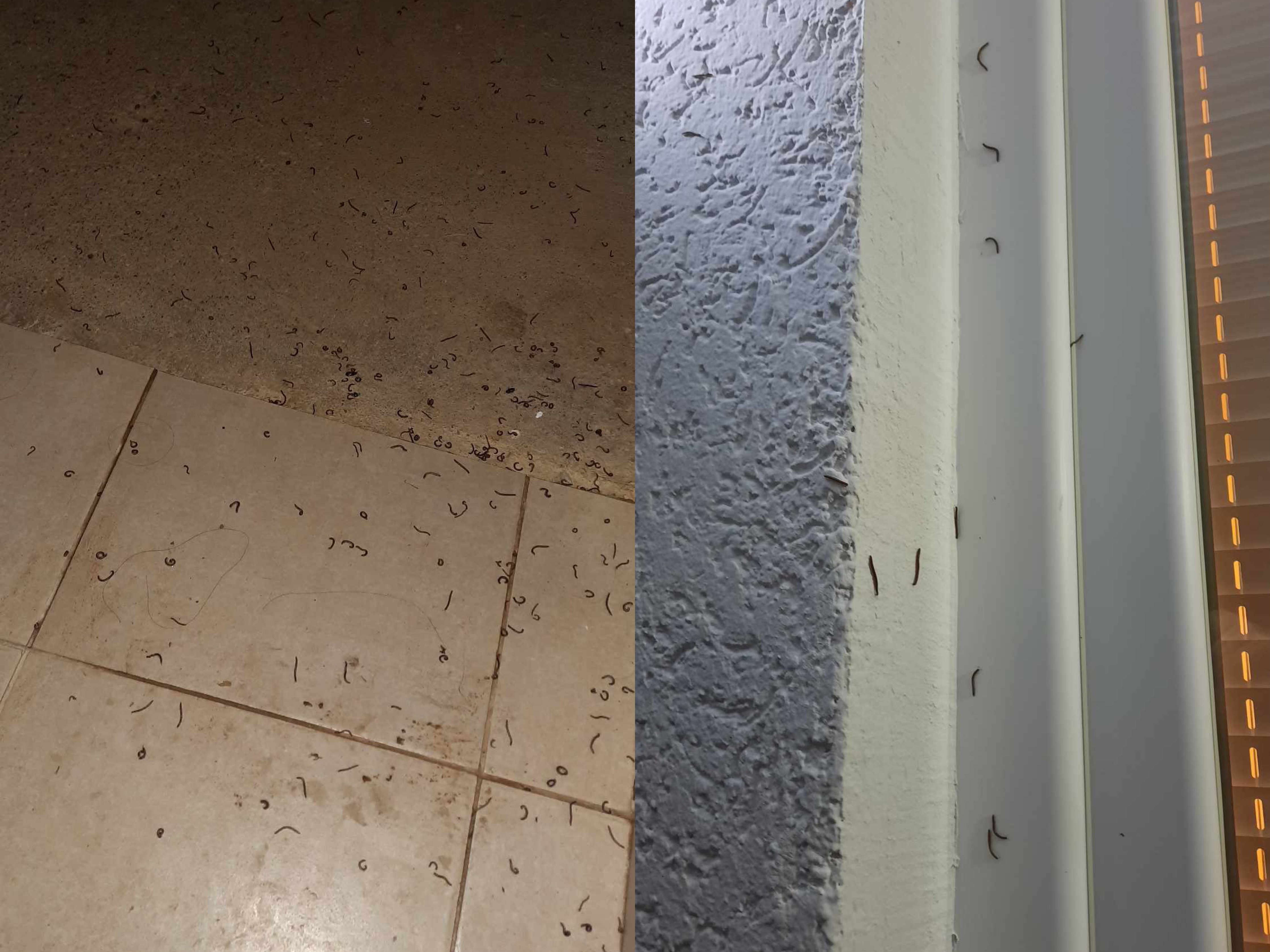 Shtëpia e shqiptarit pushtohet nga krimbat: Nuk di nga kanë ardhur as çfarë të bëj