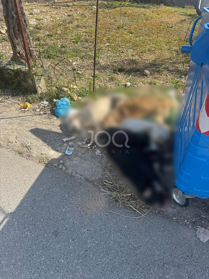 “Çdo ditë po i vrasin, ky është krim”, kush po i masakron qentë në Surrel?!