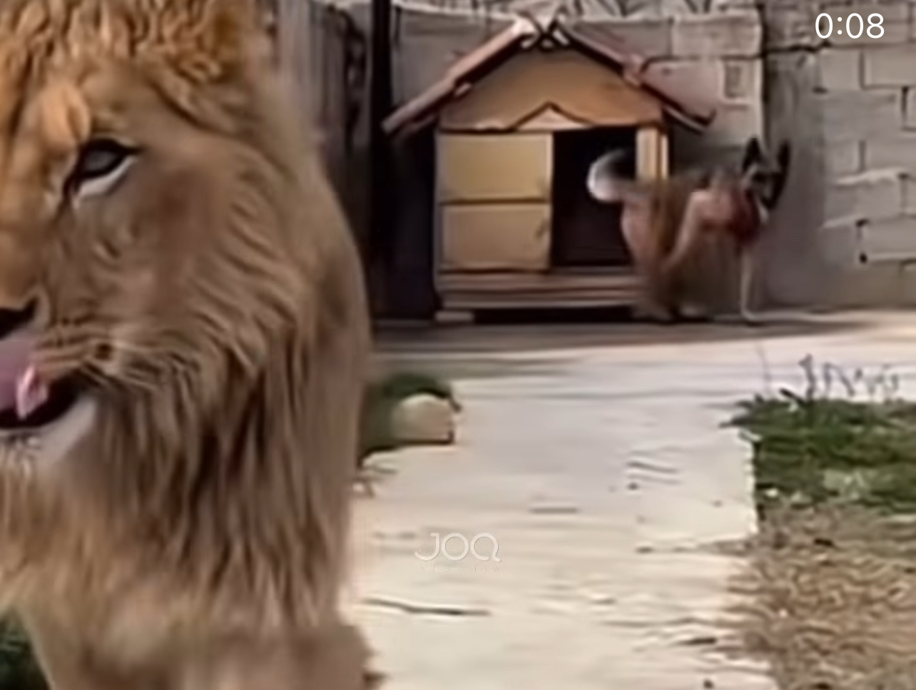 Pronari në Zharrëz të Fierit linte luanin lëshuar dhe lidhte qenin