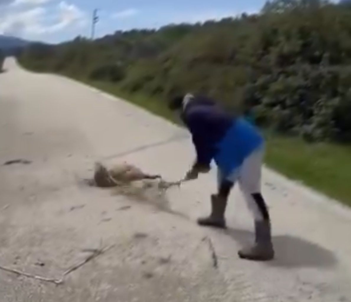 Pamje të rënda, vlonjati vret qenin me thupër