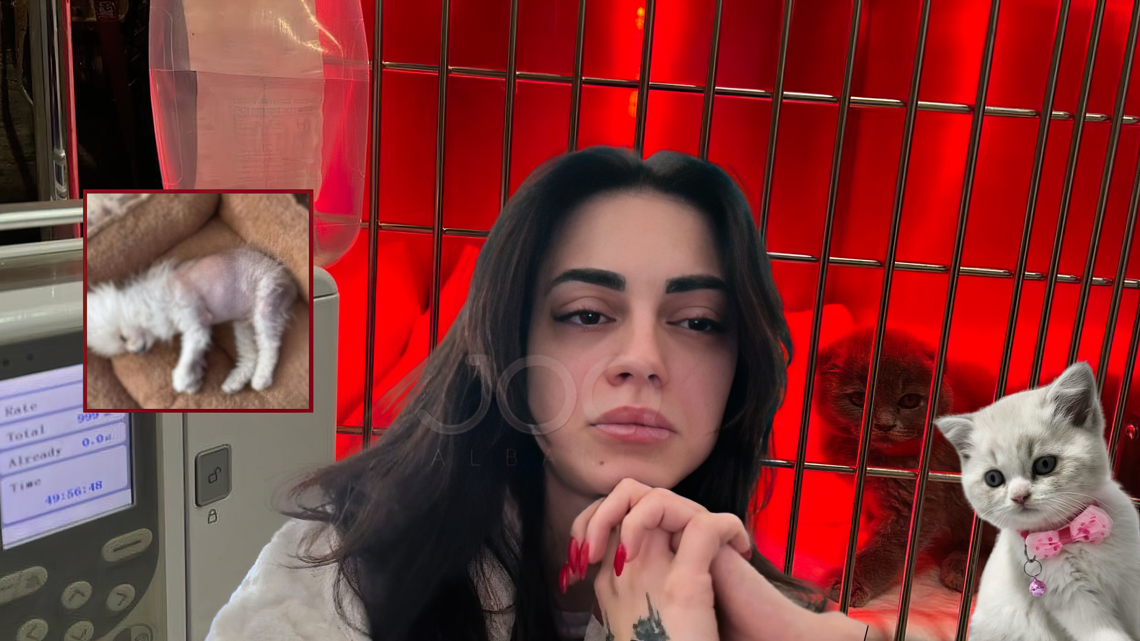 Qytetarët denoncojnë te JOQ dyqanin Elif Pet Shop: Nuk japin fatura tatimore, i kanë kafshët e sëmura!
