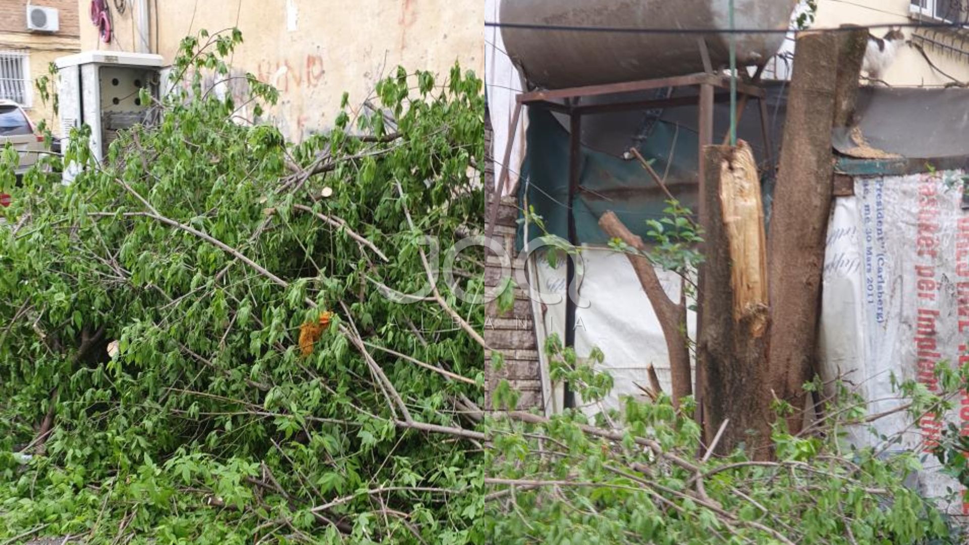 Bashkia e “një milion pemëve”, nis prerjen e tyre