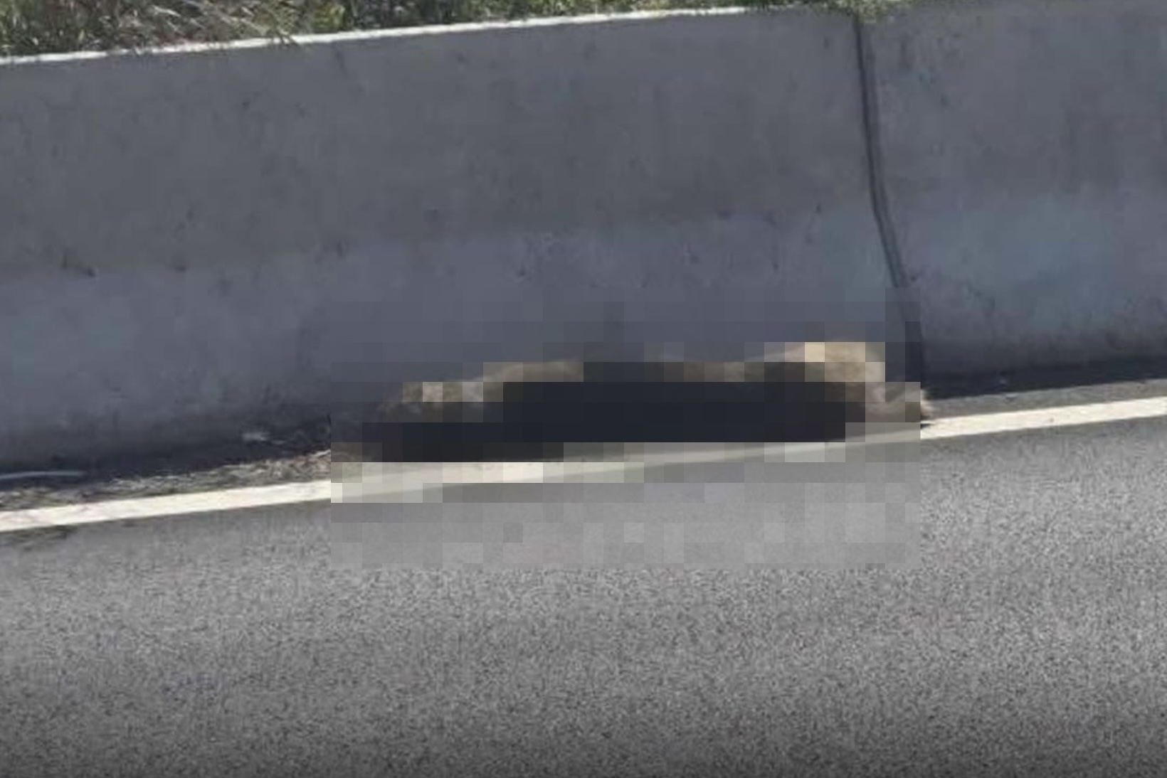 Unaza e Madhe plot me kafshë të ngordhura, askush s’kujtohet të pastrojë autostradën