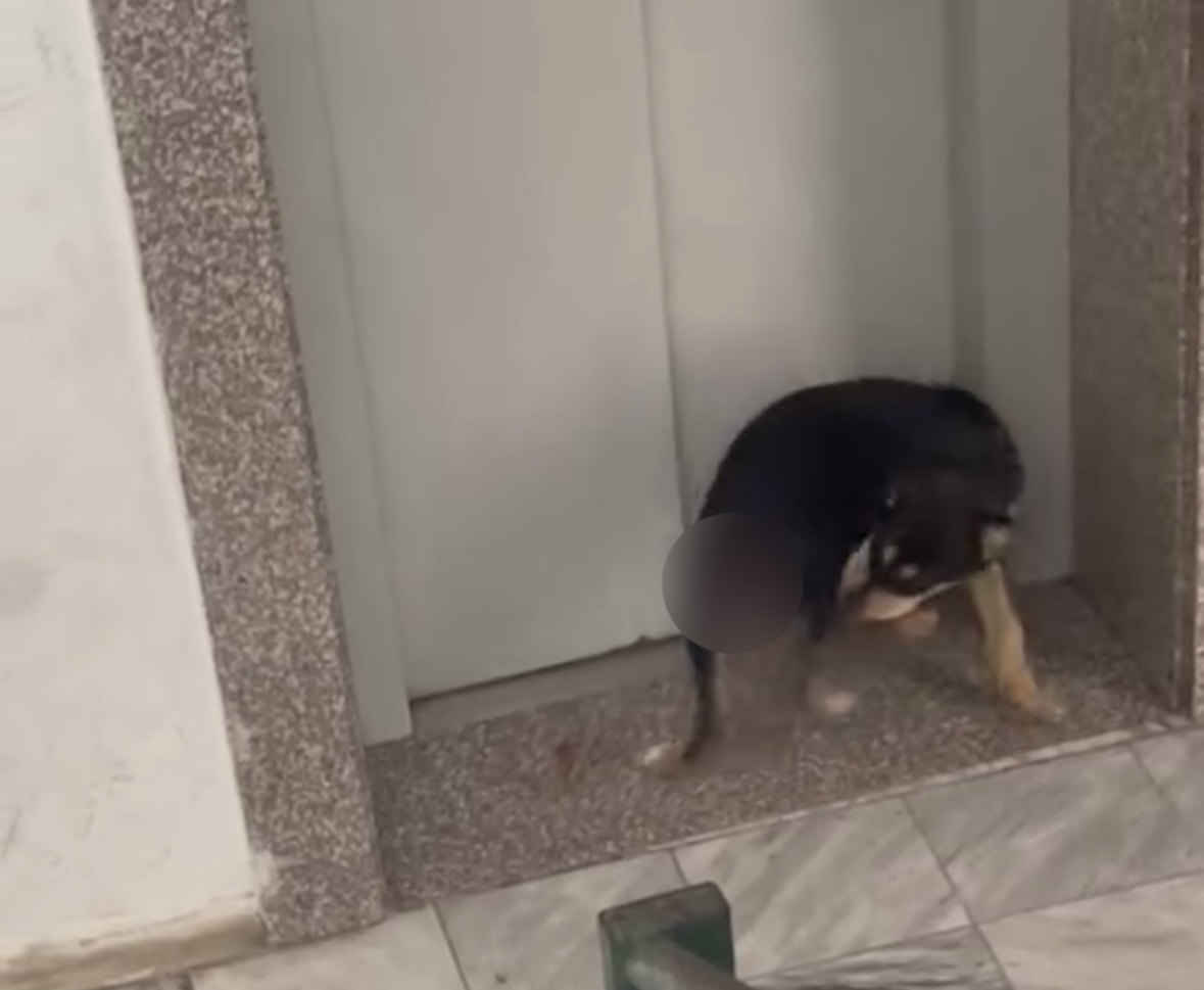 Qenit te “5 Maji” i presin bishtin