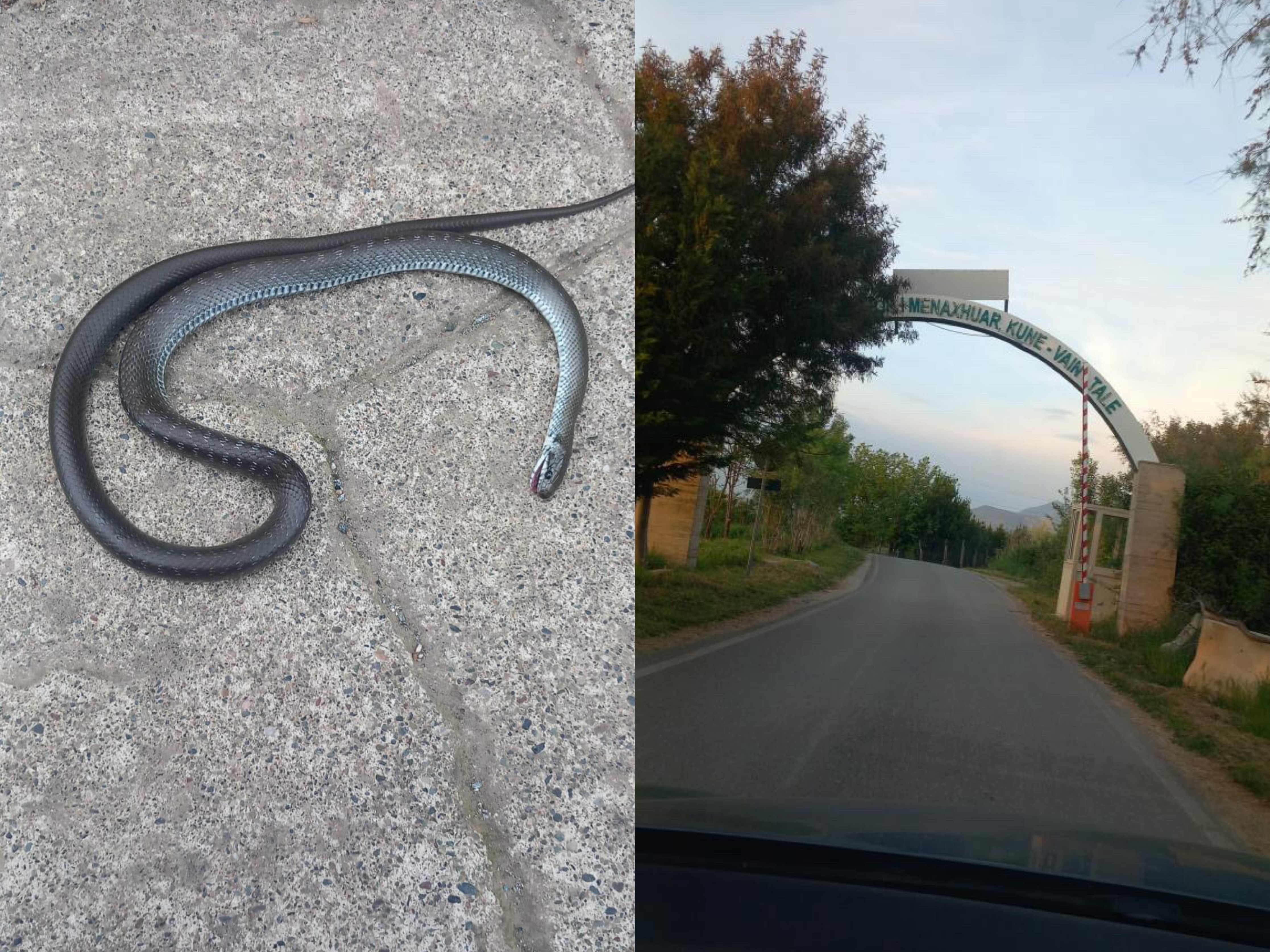 Rruga Kune-Vain mbushur me gjarpërinj, ferra dhe insekte të rrezikshme
