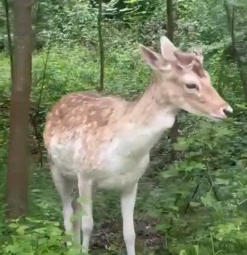 Sorkadhja arratiset nga kopshti zoologjik në Tiranë