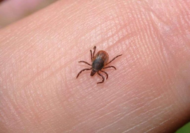 Rritet përhapja e rriqrave, profesori këshillon të mos largohen me duar