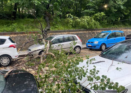 Reshje të dendura në Tiranë, pemë të rrëzuara mbi makina e trotuare 