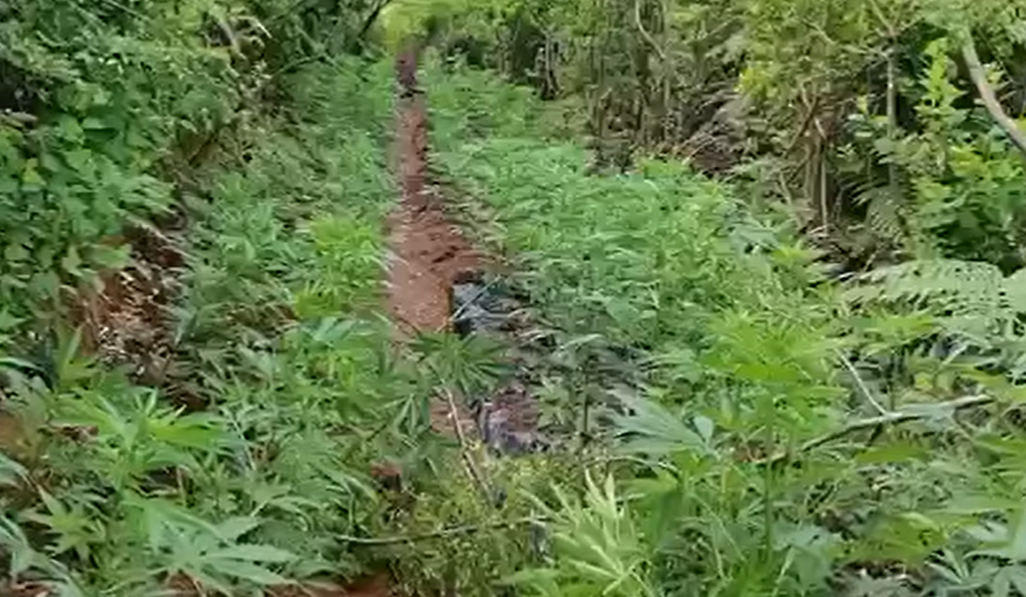 Zbulohen 625 bimë kanabisi në Shkodër, asnjë i arrestuar