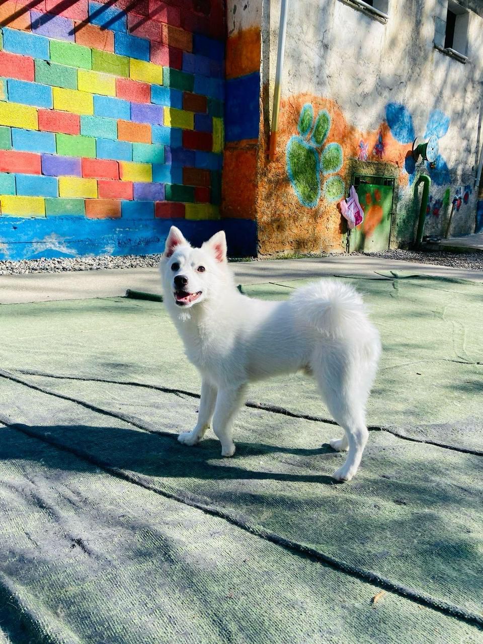 “Lui ngordhi pas operacionit, veterinerja tha të kthej 80 mijë lekshin mbrapsht”