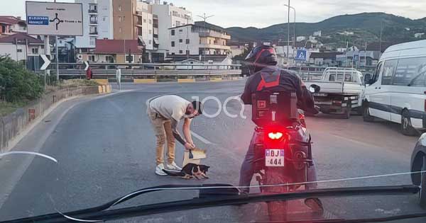 Pamje që të prek zemrën: I riu ndalon trafikun në Tiranë për të shpëtuar një mace të plagosur