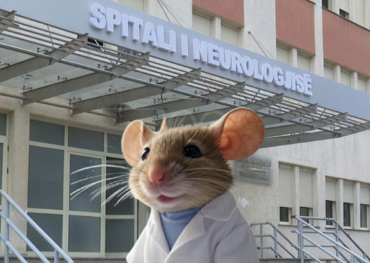 Miu shëtit brenda Spitalit të Neurologjisë në QSUT, qytetari: “Mos pafsha as hasmin atje!”
