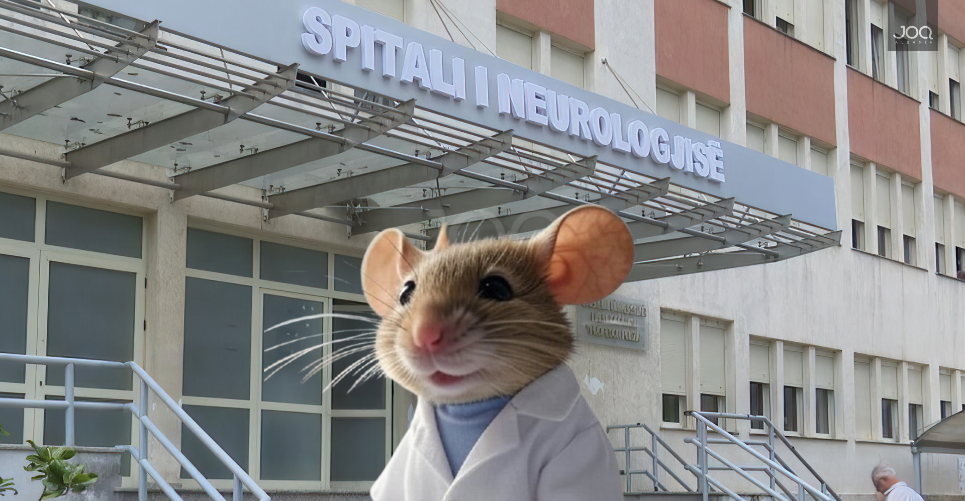 Miu shëtit brenda Spitalit të Neurologjisë në QSUT, qytetari: “Mos pafsha as hasmin atje!”