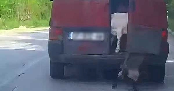 Pamje tronditëse nga rruga: Qingji bie nga kamioni në lëvizje