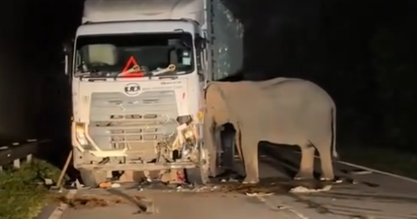 Iu shtyp këlyshi në aksident, nëna elefant mbështet kokën te kamioni që e vrau dhe nuk lëviz nga vendi