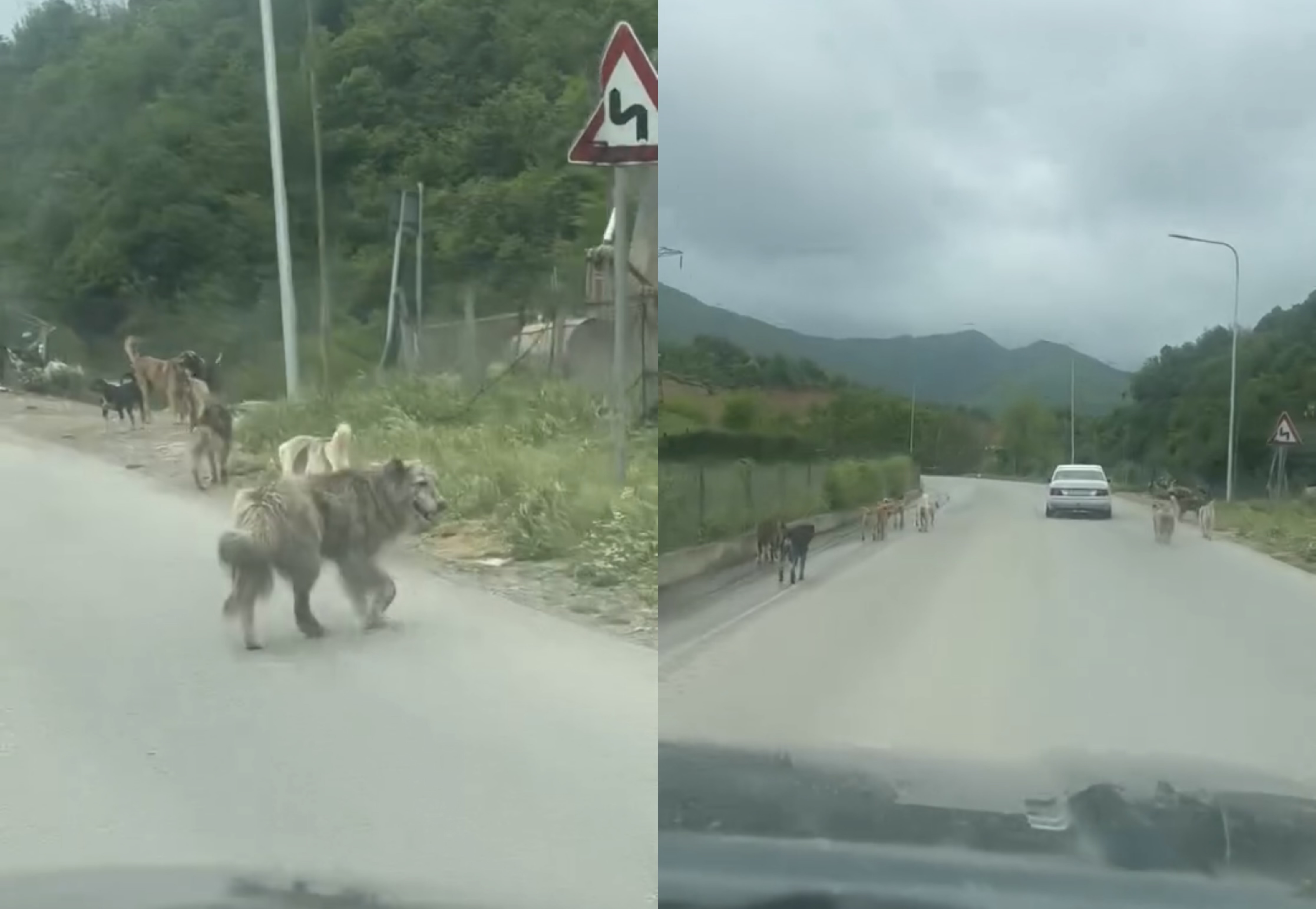 Peshkopia pushtohet nga qentë e rrugës  qytetarët të alarmuar