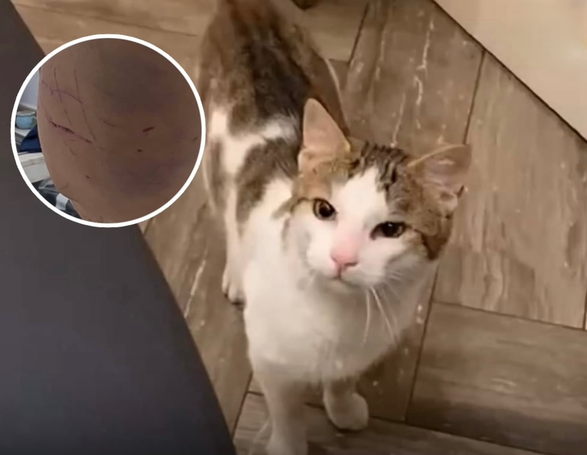 “Agresive dhe e tërbuar”, macja e egër sulmon qytetarët e Tiranës