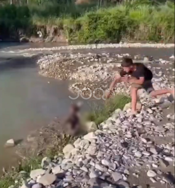 Video tronditëse: 15-vjeçari nga Fushë-Mamurrasi godet mizorisht një qen me gurë dhe shufër hekuri!
